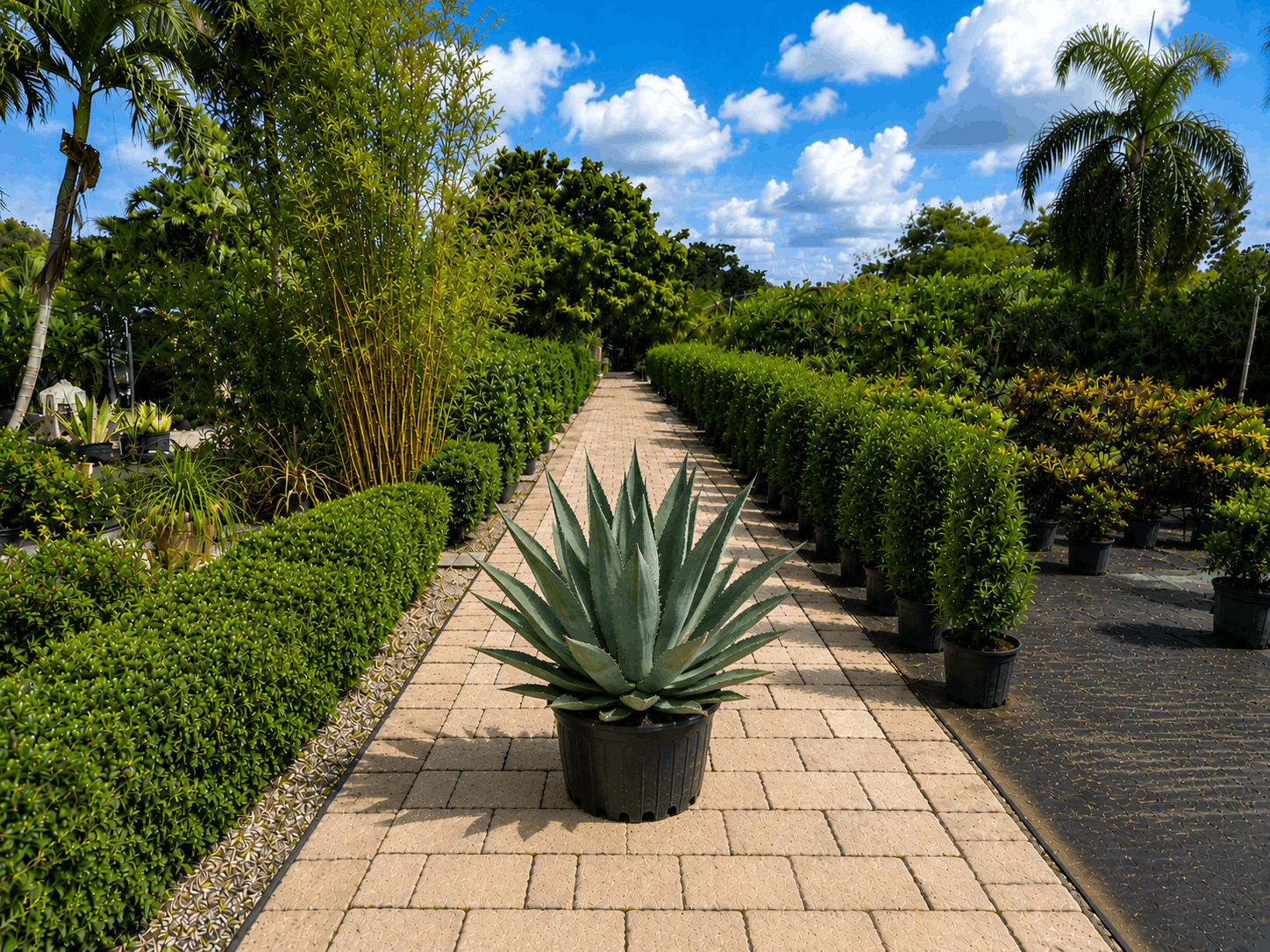 Agave landscape plant