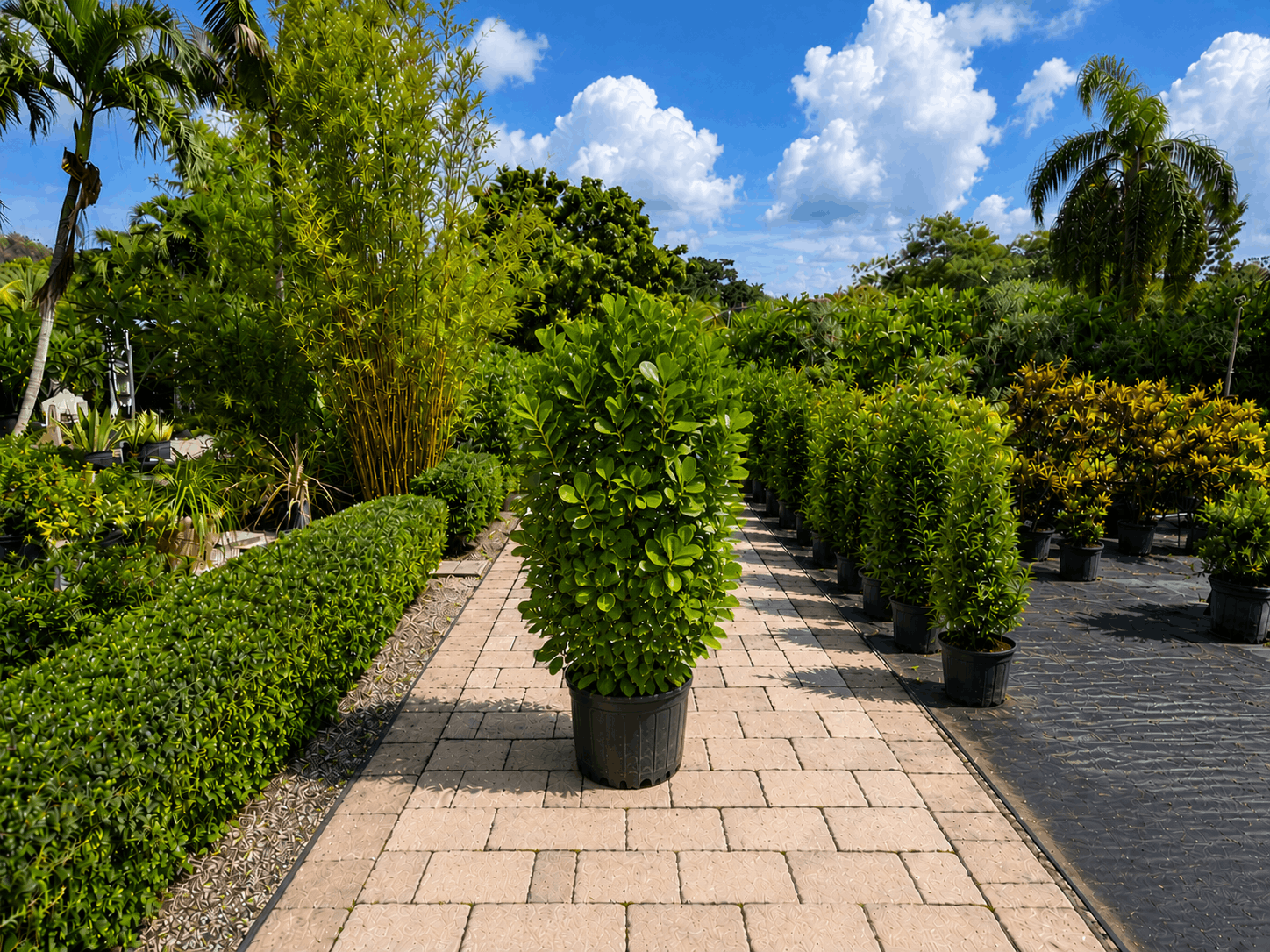Clusia privacy hedge