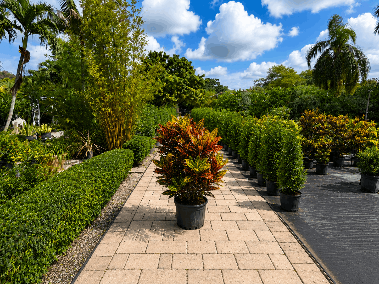 Croton tropical plant