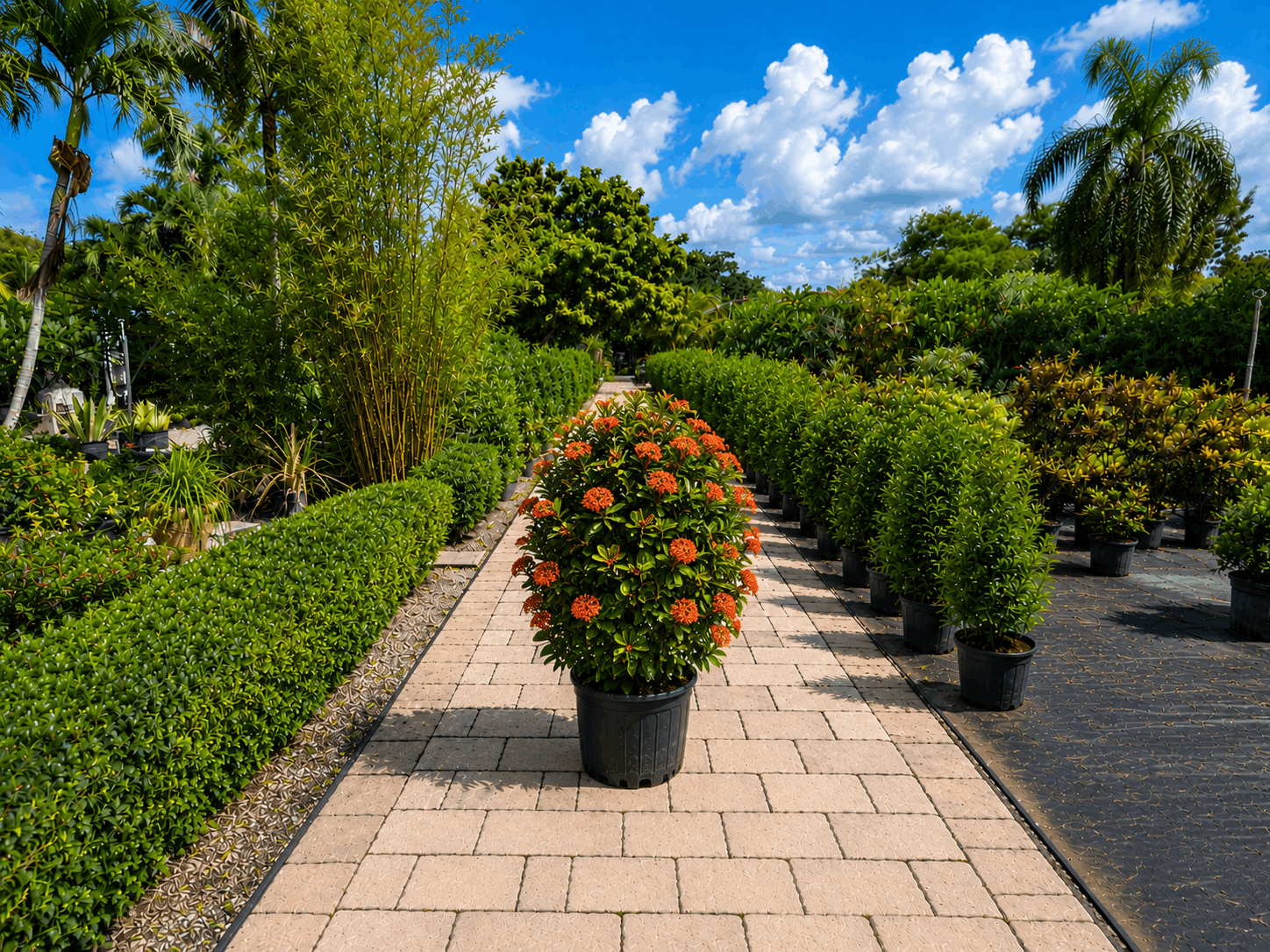 Ixora flowering shrub