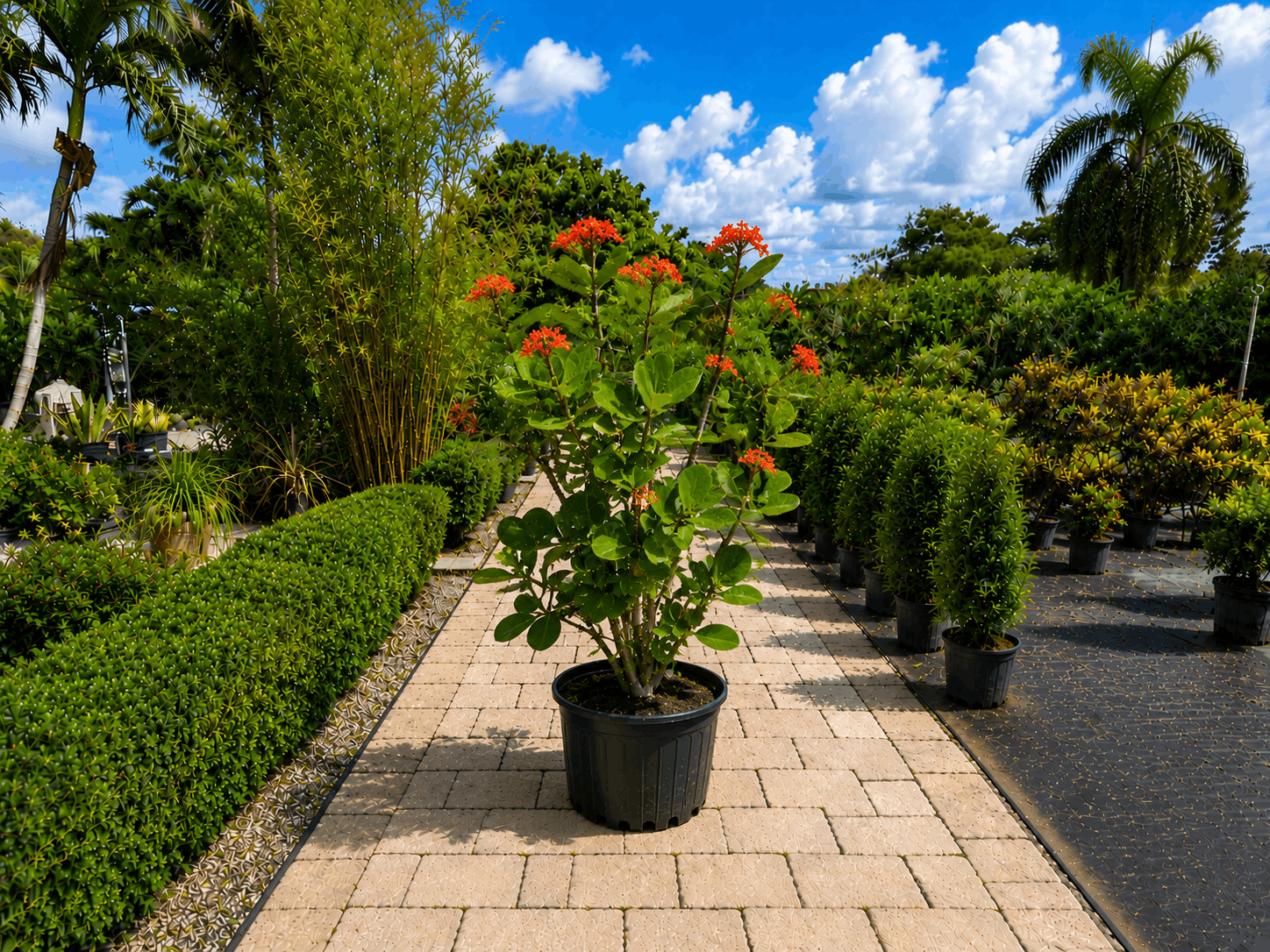 Jatropha flowering plant