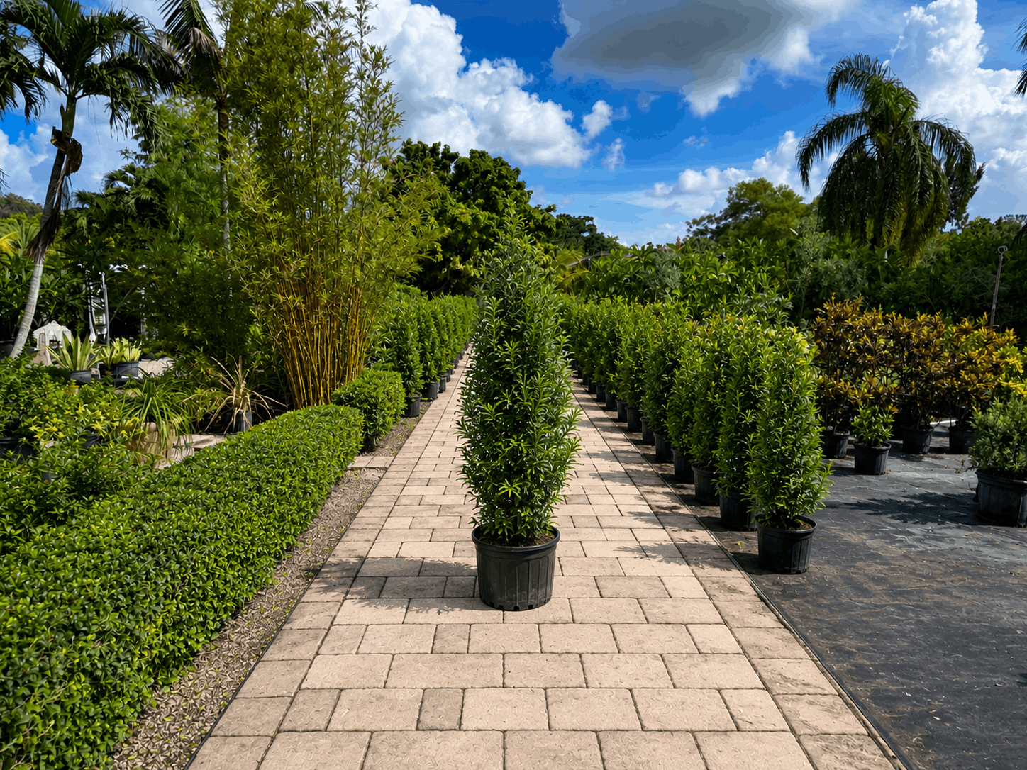 Podocarpus privacy plant