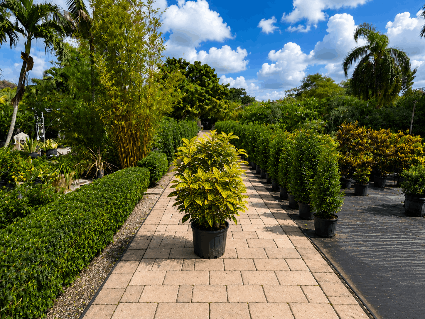 Sanchezia tropical plant
