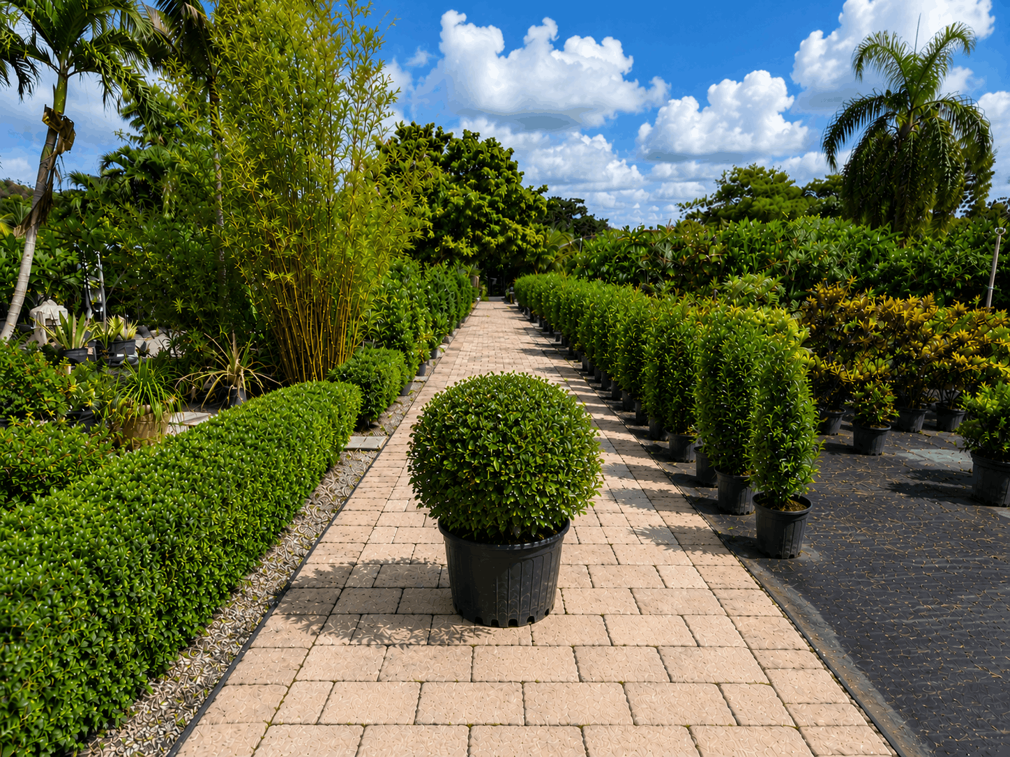 Serissa landscape shrub