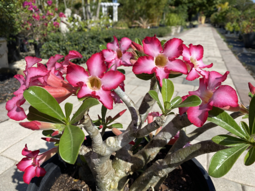 Desert Rose