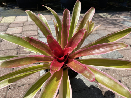 Bromeliad