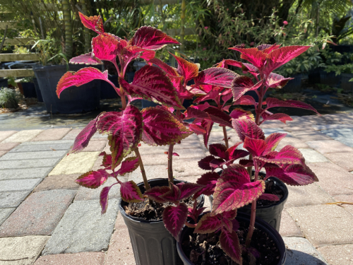 Coleus