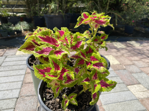 Coleus