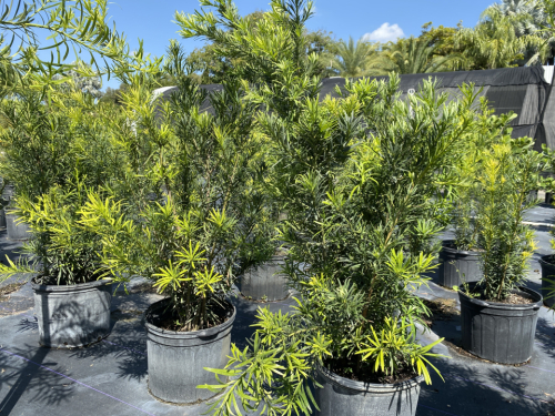 Podocarpus