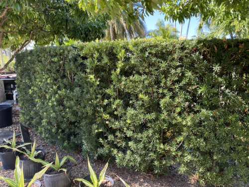Podocarpus