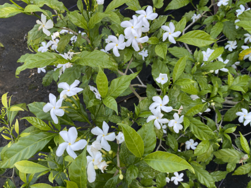 Jasmine Pinwheel