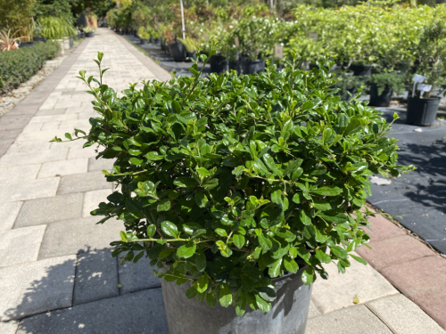 Serissa