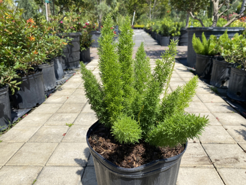 Foxtail fern