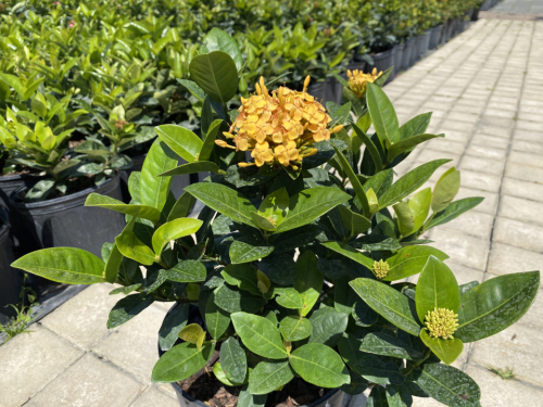 Ixora Yellow
