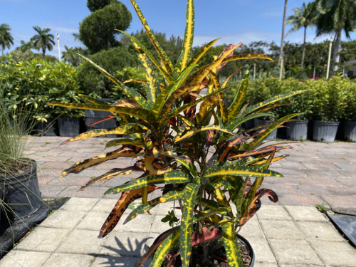 Croton sunkissed