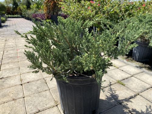 Juniper blue pacific