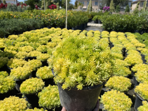 Sedum