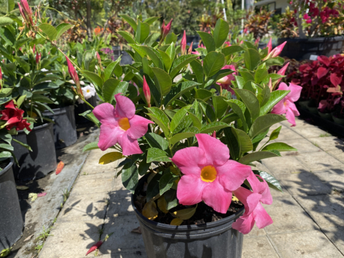Mandevilla