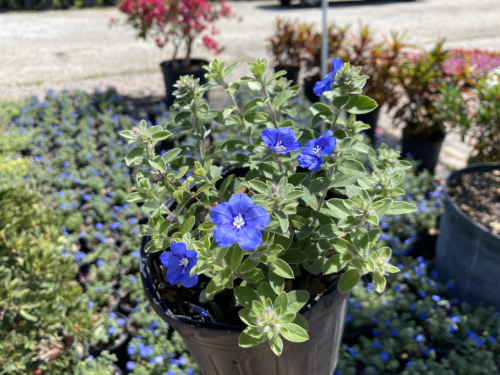 Morning glory blue