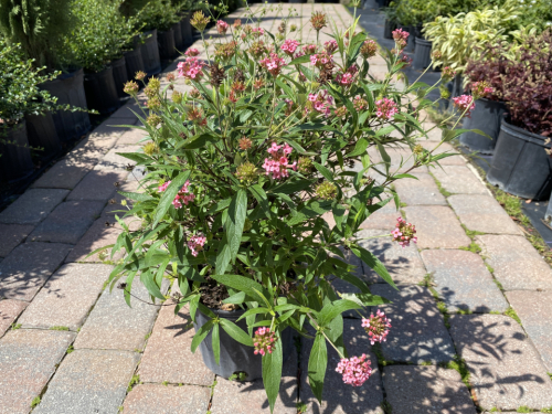Red valerian/Panama Rose