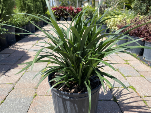 Liriope