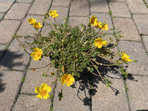 Moss-rose Yellow
