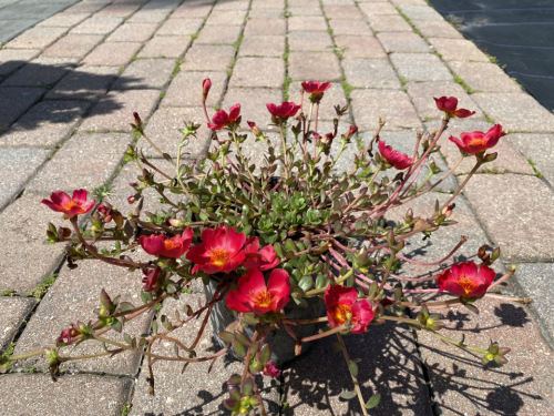 Moss-rose Red