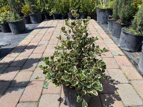 Ficus Variegated Triangularis