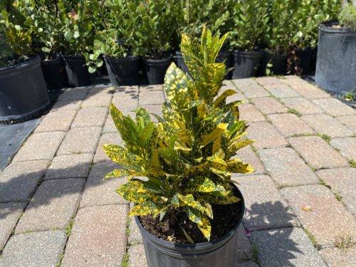 Croton Gold Dust