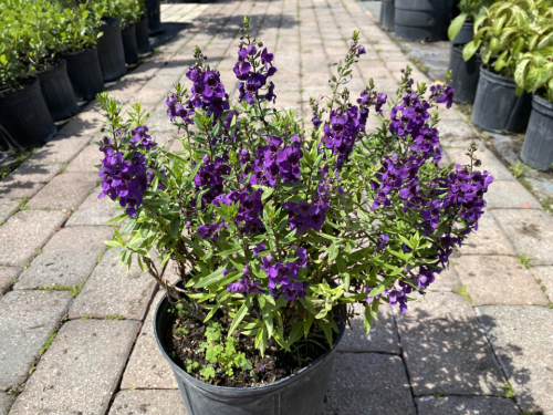 Angelonia Purple