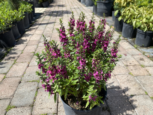 Angelonia Pink