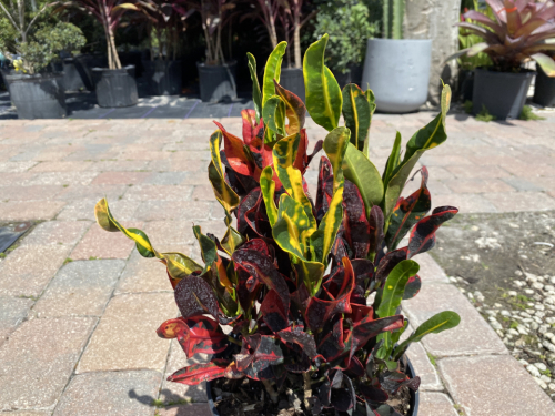 Croton mammy
