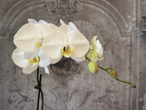 Orchid phalaenopsis