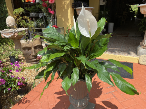 Spathiphyllum /Peace Lilly