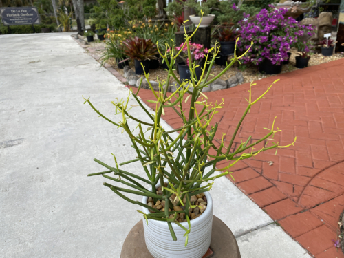 Pencil cactus