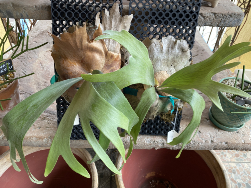 Staghorn