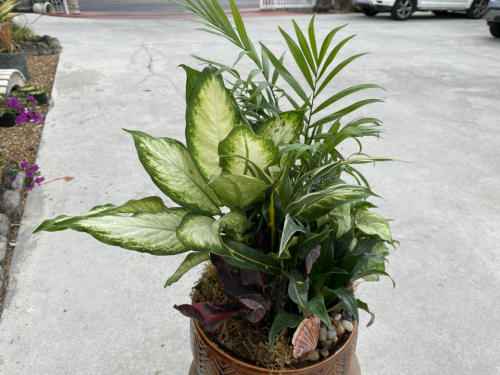Plant garden