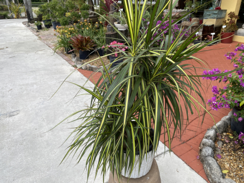 Dracaena marginata