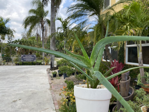 Aloe vera