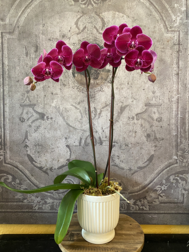 Orchid phalaenopsis