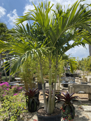 Adonidia christmas palm