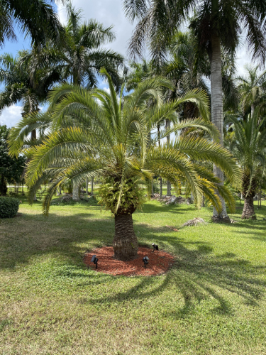 canary island palm