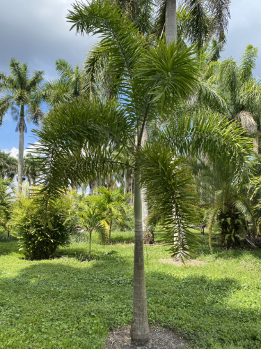 Foxtail palm