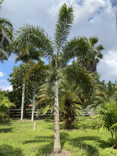 Foxtail palm