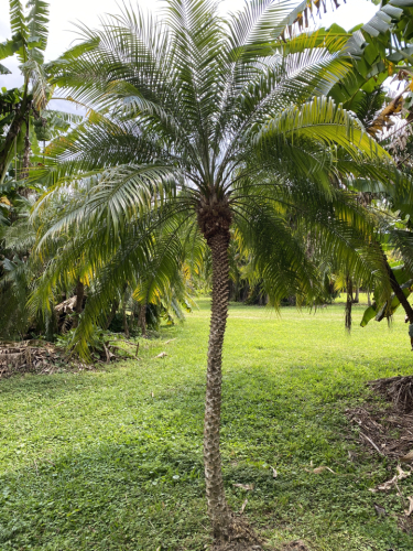 robellini palm