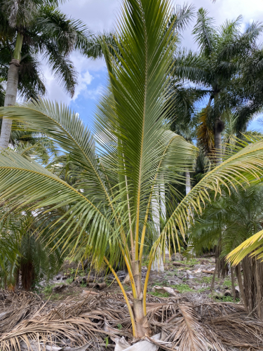 Coconut palm