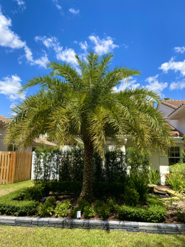 Phoenix palm