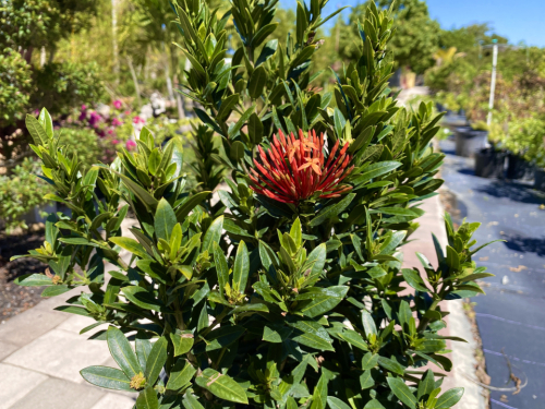 Ixora Maui