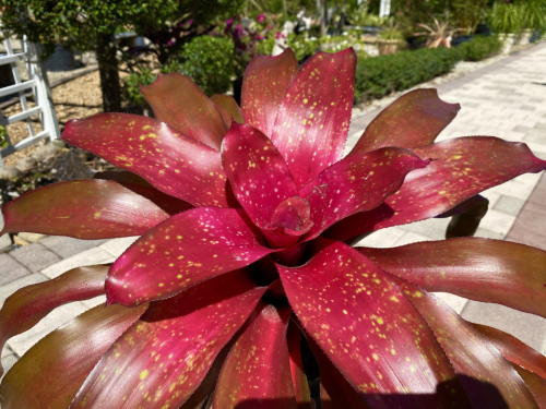 Bromeliad