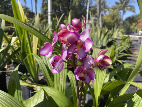 Ground Orchid